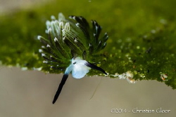 Costasiella usagi. This critter is 2-3mm long and it's be... by Christian Gloor 